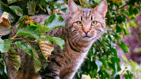 Tabby cat wallpaper