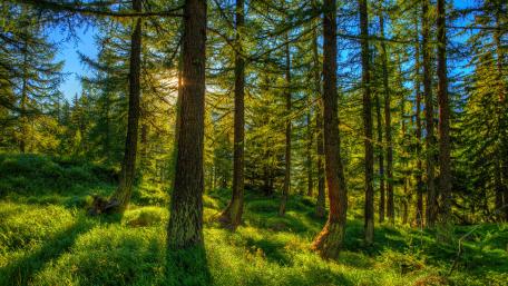 Sunny day wallpaper