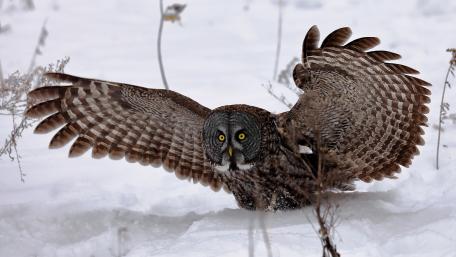 Great Grey Owl wallpaper