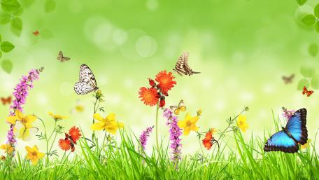 Butterflies on flowers wallpaper