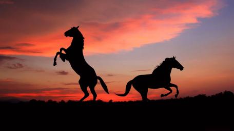 Horse silhouettes wallpaper