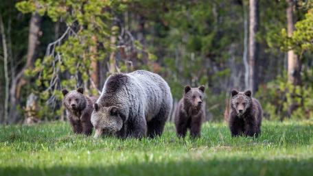 Bear family wallpaper