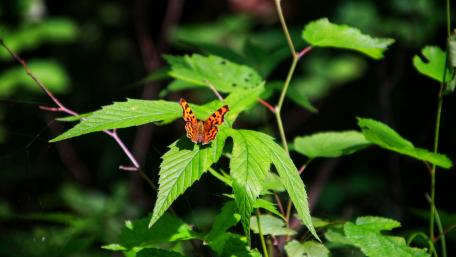 Butterfly wallpaper