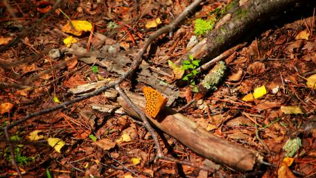 Butterfly with fall leaves wallpaper