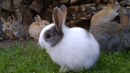 Bunnies wallpaper