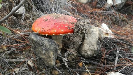 Red mushroom wallpaper