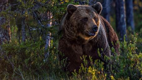 Grizzly bear wallpaper