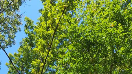 Lush Greenery Under a Clear Blue Sky wallpaper