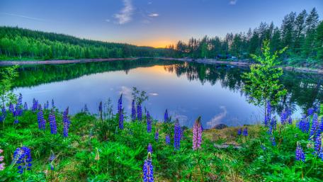 Lupine flowers along the lakeside wallpaper