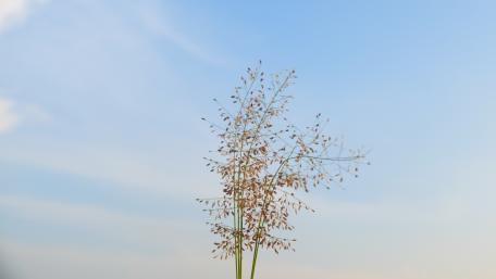 blue sky wallpaper