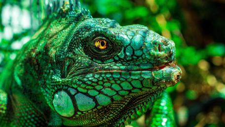 Green iguana wallpaper