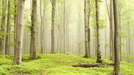 Misty spring forest wallpaper