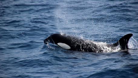 Killer Whale wallpaper