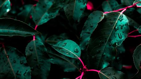 Morning dew on the green leaves wallpaper