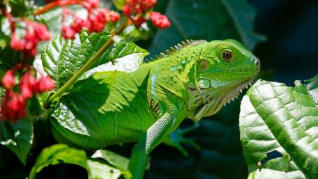 Iguana wallpaper