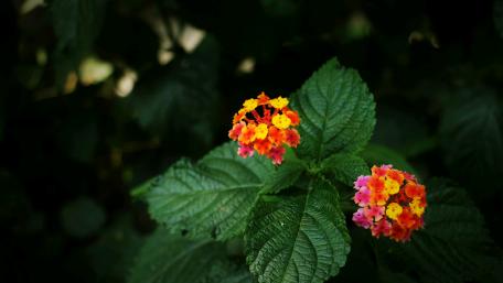Vibrant Lantana Blooms in Nature's Embrace wallpaper