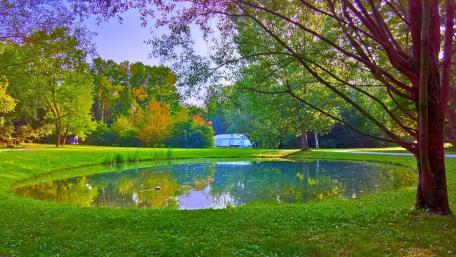 Tranquil Pond in Lush Park Setting wallpaper