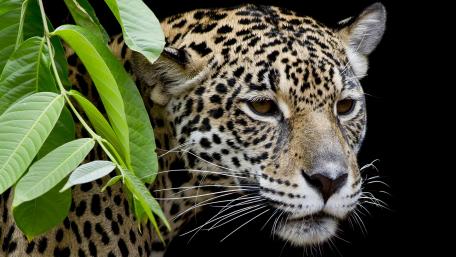 Leopard wallpaper