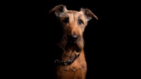 Irish Terrier wallpaper