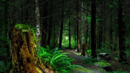 Ferns along the forest path wallpaper
