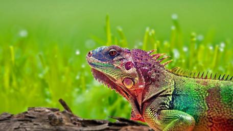 Colorful Iguana wallpaper