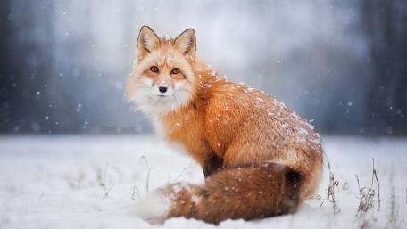 Red fox in the snowfall wallpaper