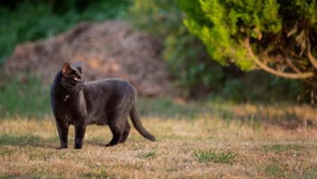 Majestic Black Cat in Nature Scene wallpaper