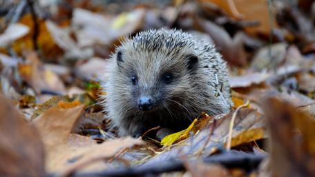 Cute hedgehog wallpaper