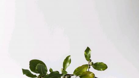 book art flower wallpaper