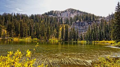 Pine forest along the lake wallpaper
