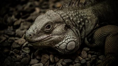 Iguana close-up wallpaper