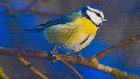 Eurasian blue tit wallpaper
