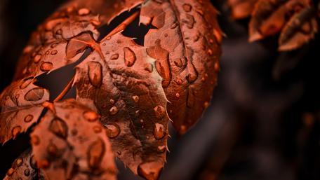 Waterdrops on the red leaves wallpaper