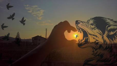 Majestic Wolf at Sunset Beauty wallpaper