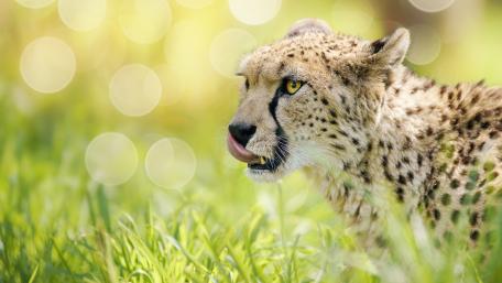 Cheetah wallpaper