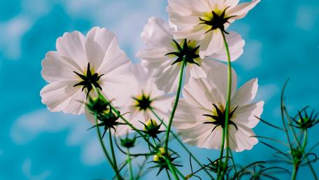 White flowers wallpaper