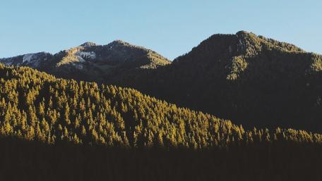 Majestic Mountains Embraced by Pine Forests wallpaper