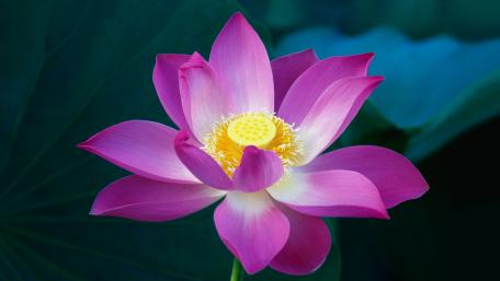 Pink lotus wallpaper