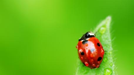 Ladybug wallpaper
