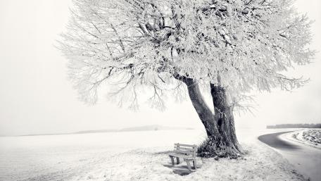 Bench under a lone tree wallpaper
