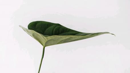Leaf macro wallpaper
