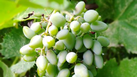 Grape close up wallpaper