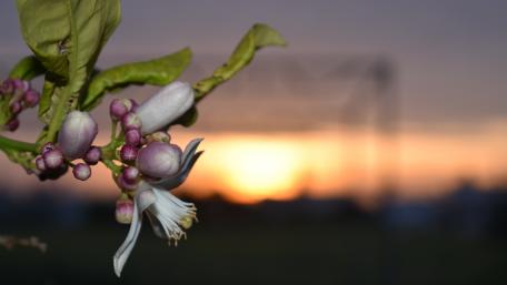 Delicate Blossoms Against a Dusky Sky wallpaper