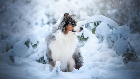 Australian Shepherd in the snow wallpaper