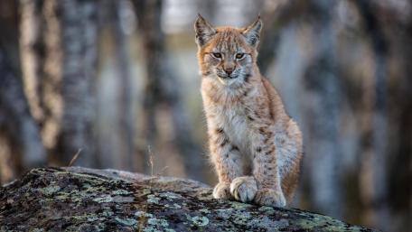 Lynx wallpaper