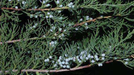 Pine Tree wallpaper