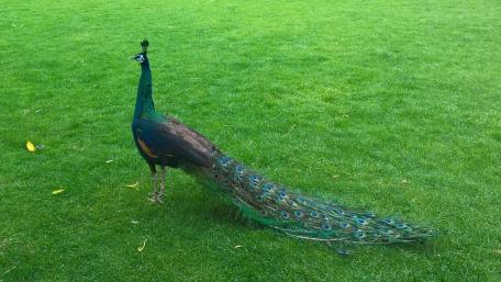 Peafowl in the garden wallpaper