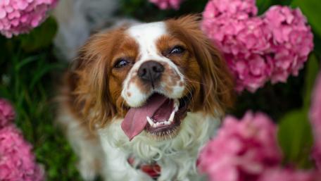 Cavalier King Charles Spaniel wallpaper