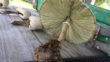 Mushroom wallpaper