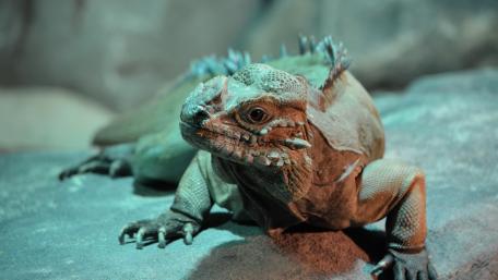 Iguana close-up wallpaper
